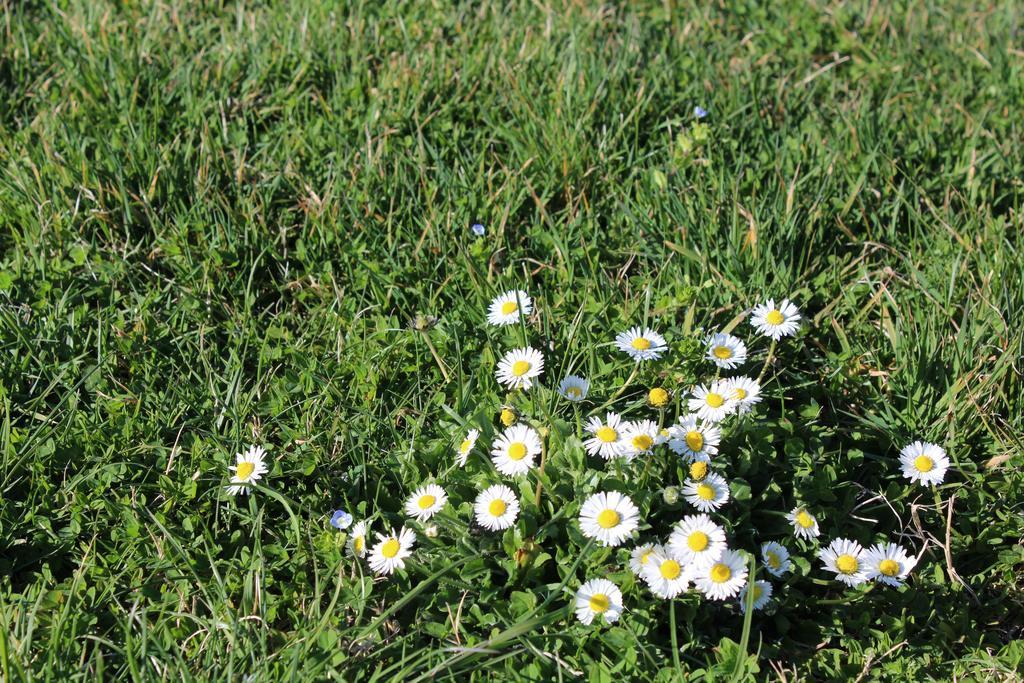 Fattoria Di Rigone Villa Coltavolino Kültér fotó