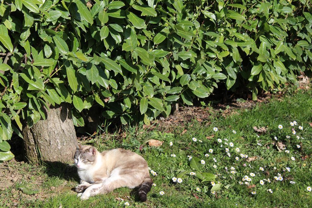 Fattoria Di Rigone Villa Coltavolino Kültér fotó